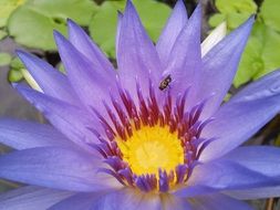 purple lotus with yellow middle