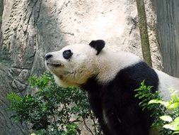 panda in the zoo