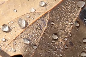raindrops on a brown autumn leaf