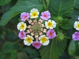 Lantana, colorful flowers at green leaves