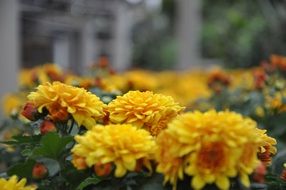 Macro photo of Yellow chrysanthemum flowers