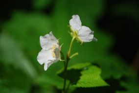 white wild flowers in the forest