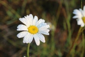 white daisies on blurred background close up