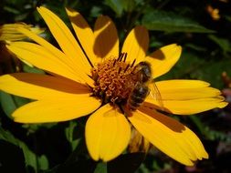 bee collects pollen on a yellow flower