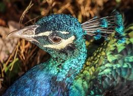 head of peacock with iridescent feathers close up