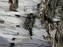 Closeup photo of White birch bark