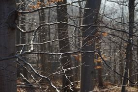 tree branches in the forest