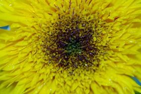 bright yellow garden flower close