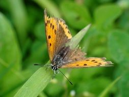 macro photo of an orange spotted butterfly