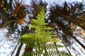 fern leaf in a spring forest