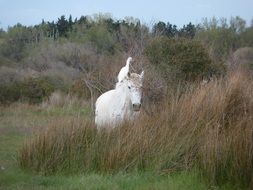 perfect horse