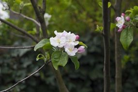 flowering trees in the garden