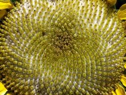 sunflower seeds macro