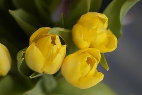 closeup of yellow tulip blossoms