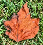 dried autumn leaf on the grass