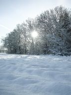 sun behind trees in the snow