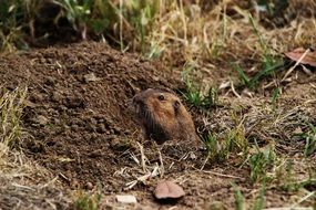 the gopher climbed out of his hole