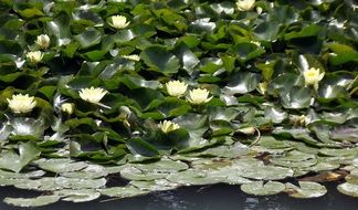 amazing beauty of a water lily