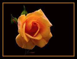 yellow rose with buds on a dark background in a black frame