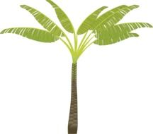palm tree on white background