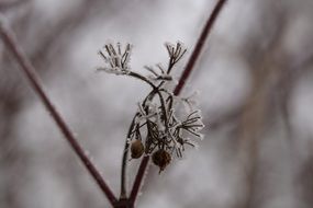 frozen branch plants