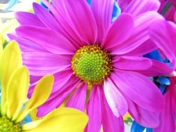 pink and yellow daisy flower macro