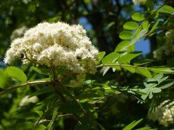 unimaginable mountain ash tree