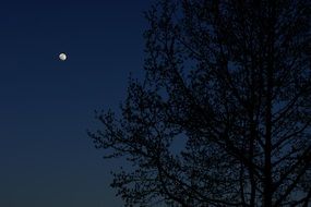 behind the tree the moon in the sky