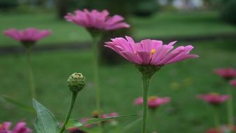 purple garden flowers with buds close-up