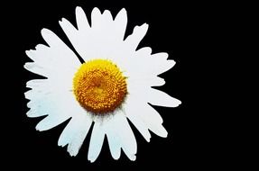 Natural daisy flower