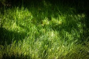 grass green nature summer garden