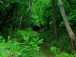 scenic summer green forest