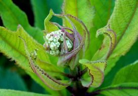 eupatorium cannabinum flower