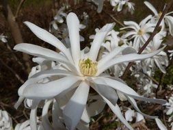 White star magnolia flowers close-up