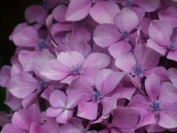 lush inflorescence of light purple hydrangea close-up