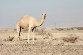 camel with one hump in winter