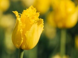 yellow tulip flowers macro