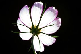 como bipinnatus flower