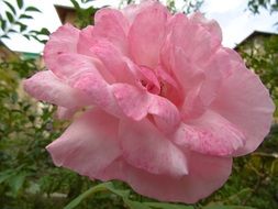 delicate plae pink rose flower