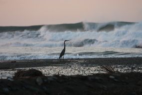 heron by the ocean