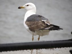 beautiful and delightful gull