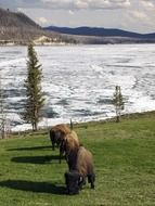 grazing bison in winter