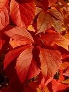 red leaves of the grape