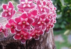 fabulous hoya wax plant