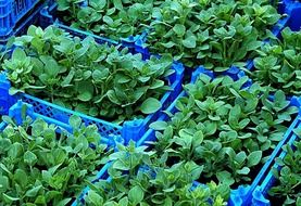 green garden seedlings