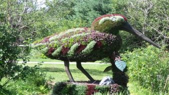 duck of plants and flowers in the garden