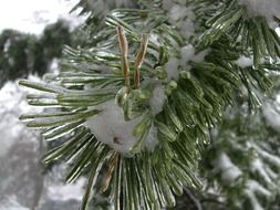 winter fir tree branch in the ice on a blurred background