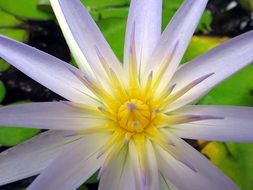 water lily flower center close up
