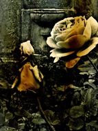 rose flowers at grave stone