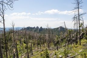 Custer State Park